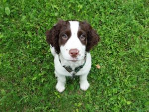 Preview wallpaper spaniel, puppy, grass, sit, look