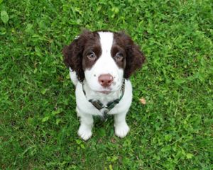 Preview wallpaper spaniel, puppy, grass, sit, look