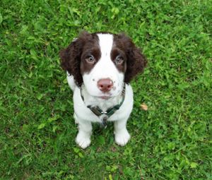 Preview wallpaper spaniel, puppy, grass, sit, look