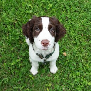 Preview wallpaper spaniel, puppy, grass, sit, look