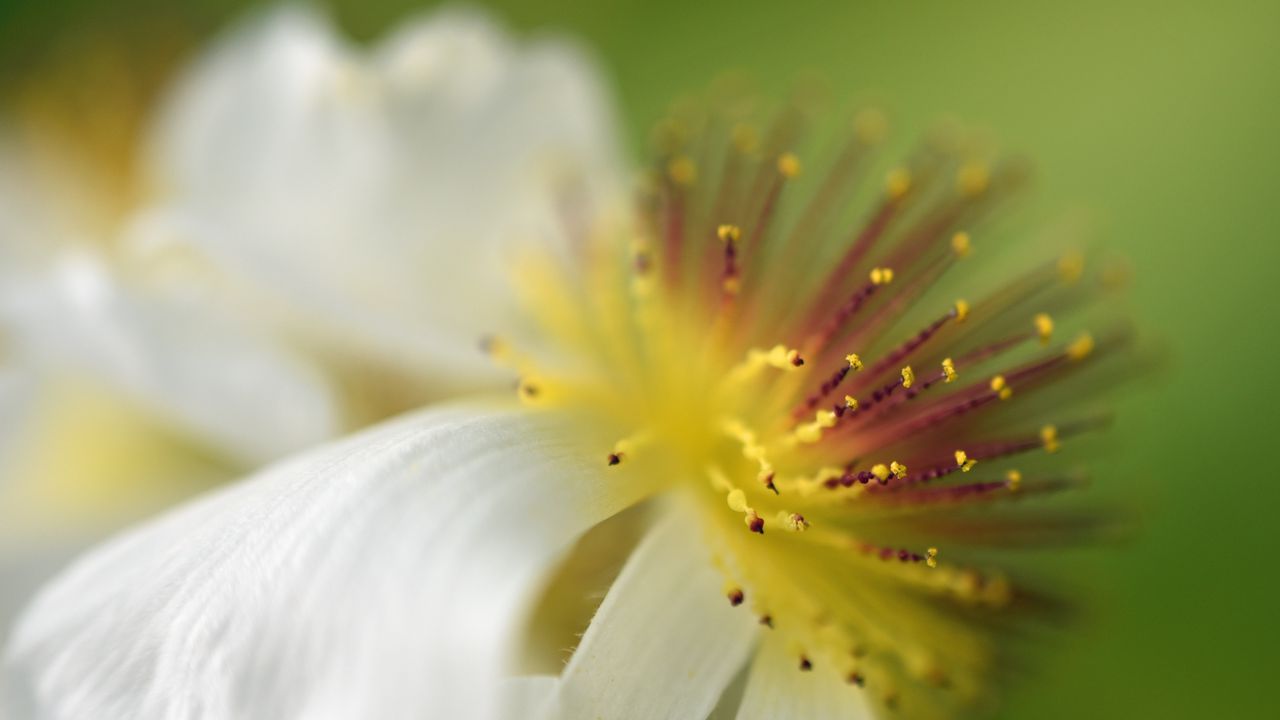 Wallpaper sparmannia, flower, pollen, macro
