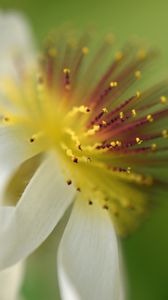 Preview wallpaper sparmannia, flower, pollen, macro