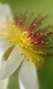 Preview wallpaper sparmannia, flower, pollen, macro