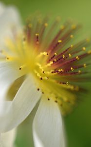 Preview wallpaper sparmannia, flower, pollen, macro
