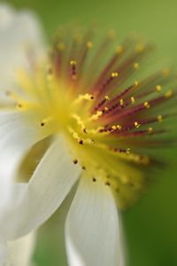 Preview wallpaper sparmannia, flower, pollen, macro