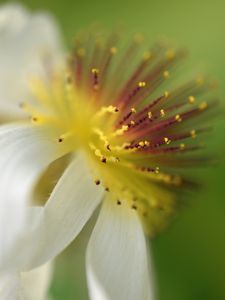 Preview wallpaper sparmannia, flower, pollen, macro