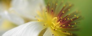 Preview wallpaper sparmannia, flower, pollen, macro
