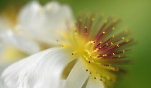 Preview wallpaper sparmannia, flower, pollen, macro