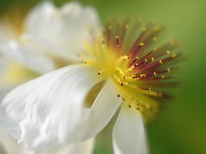 Preview wallpaper sparmannia, flower, pollen, macro