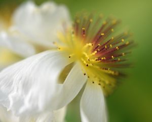 Preview wallpaper sparmannia, flower, pollen, macro