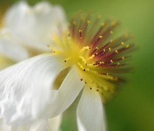 Preview wallpaper sparmannia, flower, pollen, macro