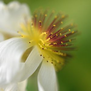 Preview wallpaper sparmannia, flower, pollen, macro