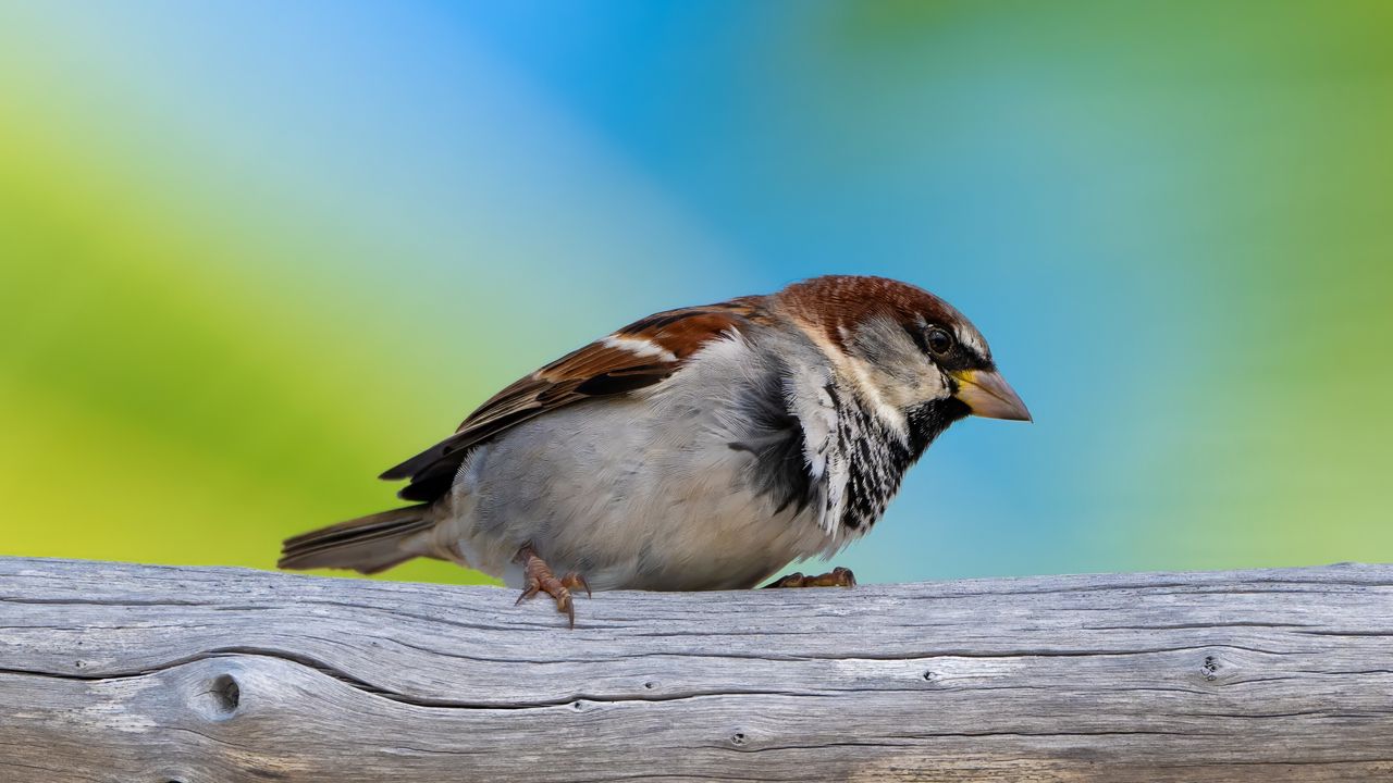 Wallpaper sparrow, beak, bird, log, tree