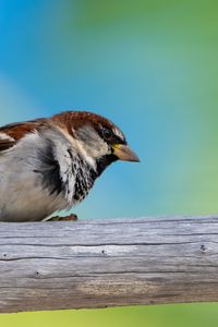 Preview wallpaper sparrow, beak, bird, log, tree