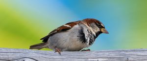 Preview wallpaper sparrow, beak, bird, log, tree