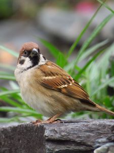 Preview wallpaper sparrow, bird, bark