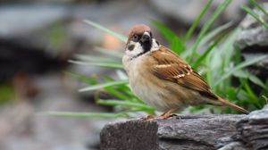 Preview wallpaper sparrow, bird, bark