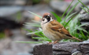Preview wallpaper sparrow, bird, bark