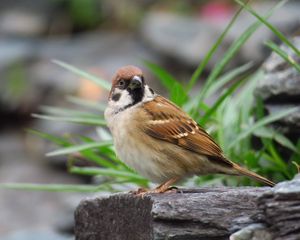 Preview wallpaper sparrow, bird, bark