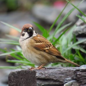 Preview wallpaper sparrow, bird, bark