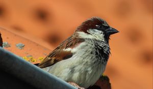 Preview wallpaper sparrow, bird, beak