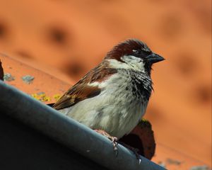 Preview wallpaper sparrow, bird, beak