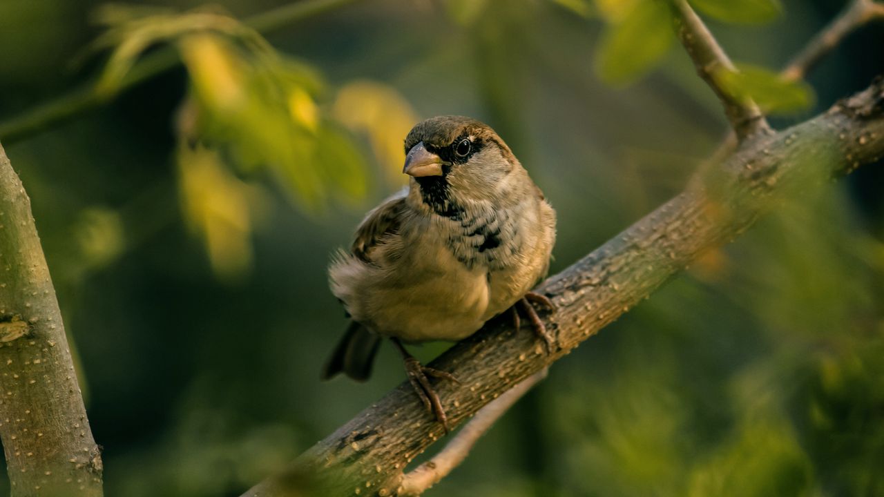 Wallpaper sparrow, bird, blur
