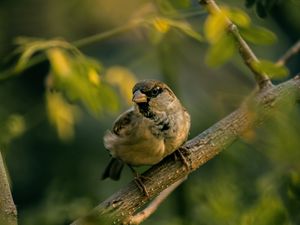 Preview wallpaper sparrow, bird, blur