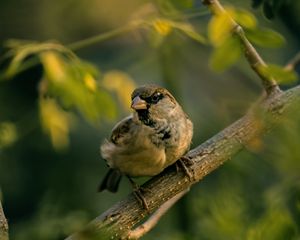 Preview wallpaper sparrow, bird, blur