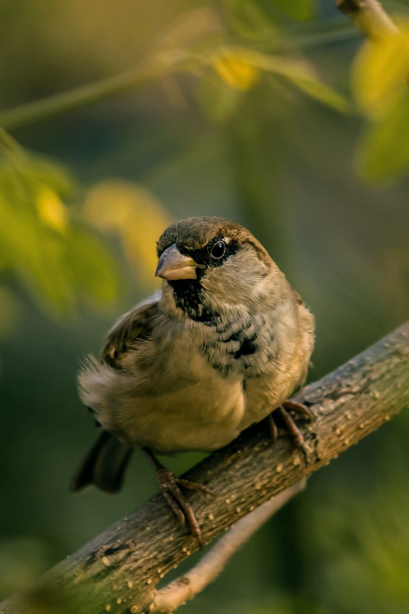 800x1200 Wallpaper sparrow, bird, blur