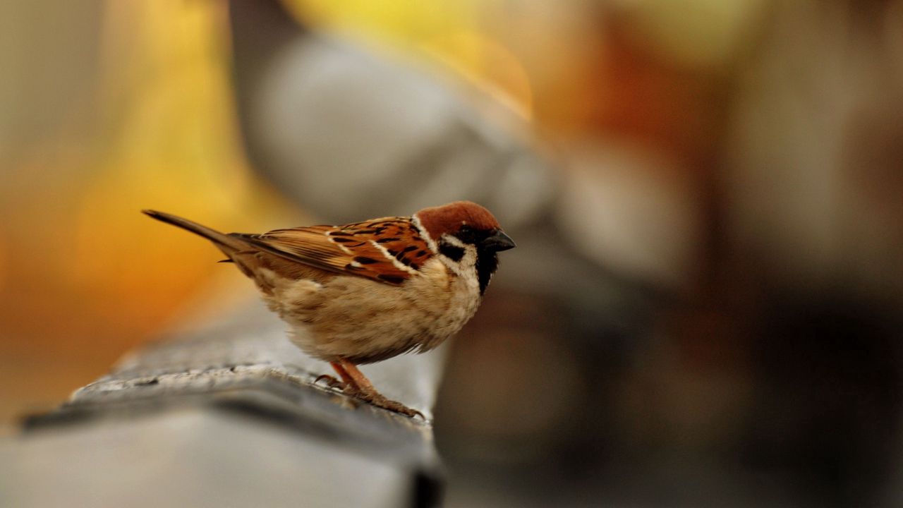 Wallpaper sparrow, bird, blur, color