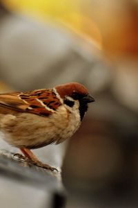 Preview wallpaper sparrow, bird, blur, color