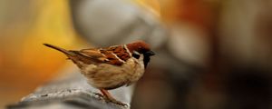 Preview wallpaper sparrow, bird, blur, color