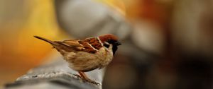 Preview wallpaper sparrow, bird, blur, color