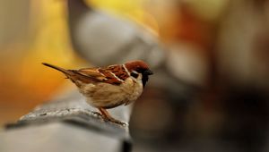 Preview wallpaper sparrow, bird, blur, color