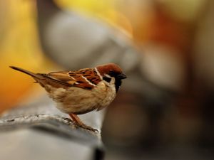 Preview wallpaper sparrow, bird, blur, color
