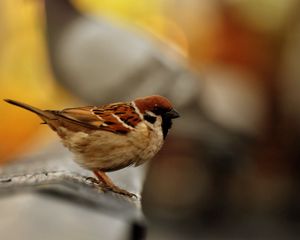 Preview wallpaper sparrow, bird, blur, color