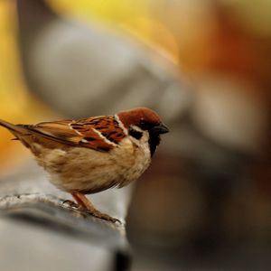 Preview wallpaper sparrow, bird, blur, color