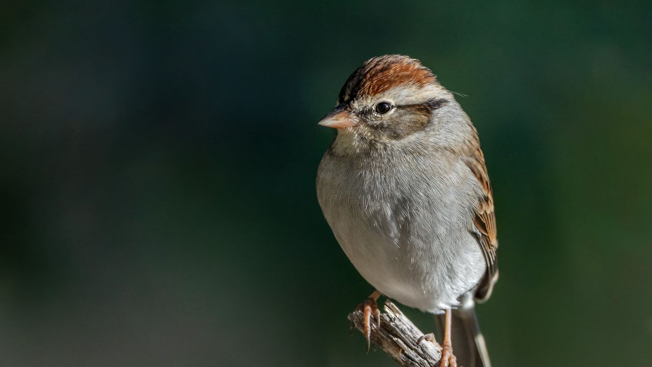 Wallpaper sparrow, bird, branch, tree