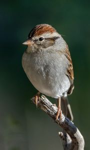 Preview wallpaper sparrow, bird, branch, tree