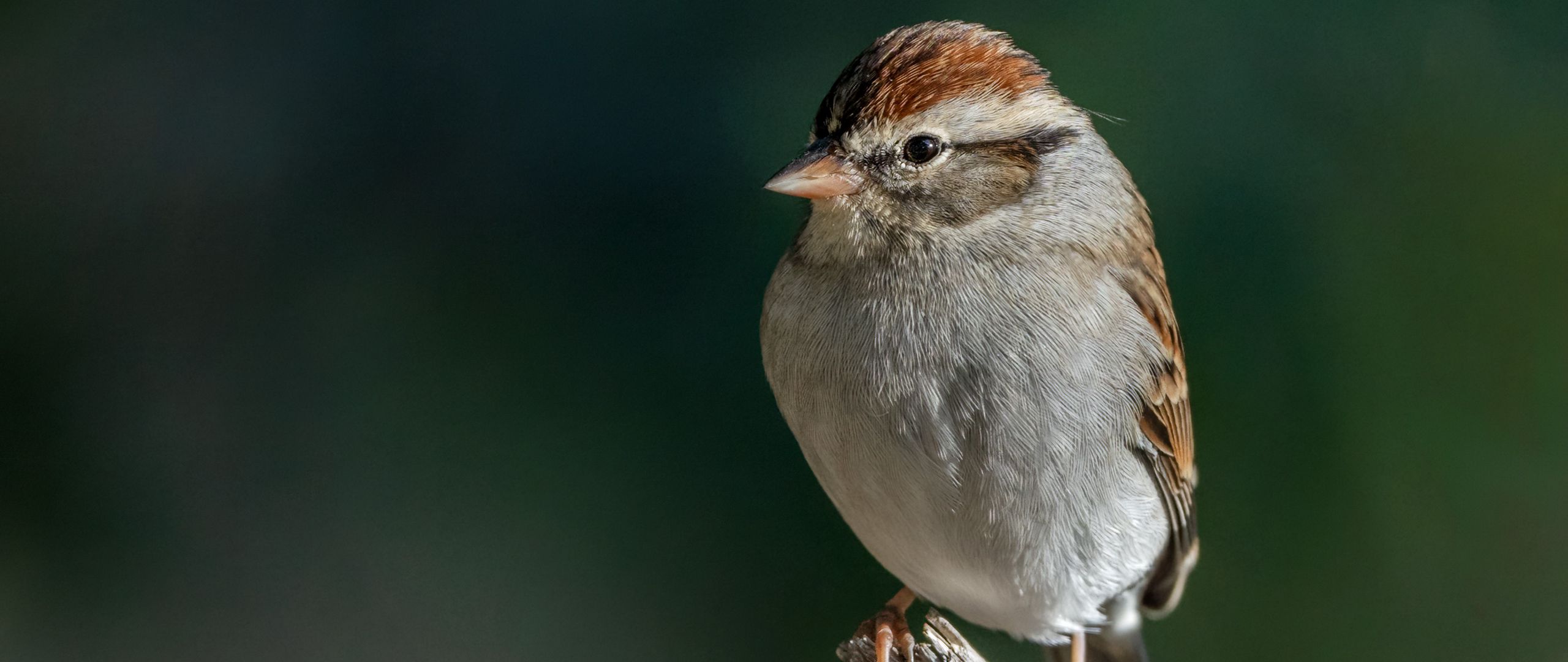 2560x1080 Wallpaper sparrow, bird, branch, tree