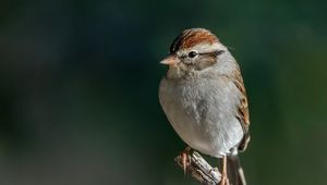 Preview wallpaper sparrow, bird, branch, tree