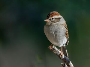 Preview wallpaper sparrow, bird, branch, tree