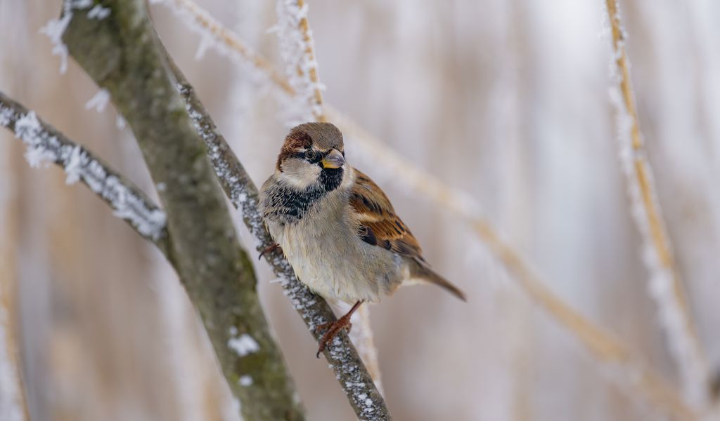 1024x600 Wallpaper sparrow, bird, branch, winter, blur