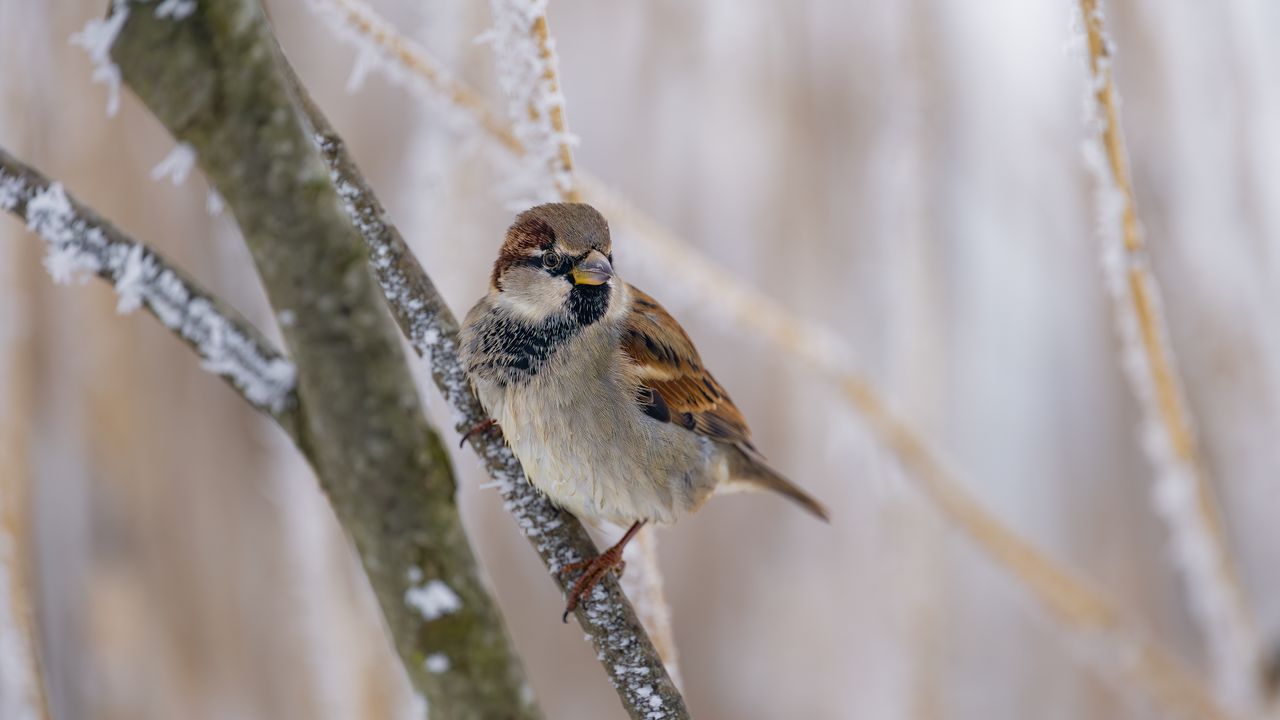 Wallpaper sparrow, bird, branch, winter, blur