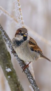 Preview wallpaper sparrow, bird, branch, winter, blur