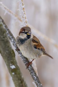 Preview wallpaper sparrow, bird, branch, winter, blur