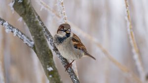 Preview wallpaper sparrow, bird, branch, winter, blur