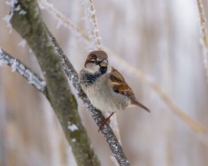 Preview wallpaper sparrow, bird, branch, winter, blur