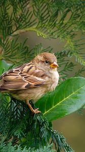 Preview wallpaper sparrow, bird, branch, wildlife